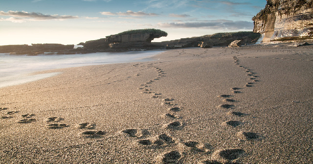 3 Sets of footprints along the sand